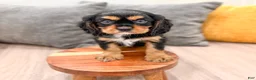 Cavalier King Charles Spaniel dogs for sale: Diesel - Ad 2