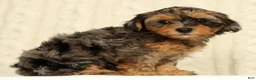 Yorkiepoo dogs for sale: Callie - Ad 4