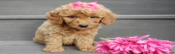 Mini Goldendoodle dogs for sale: Hazel - Ad 4