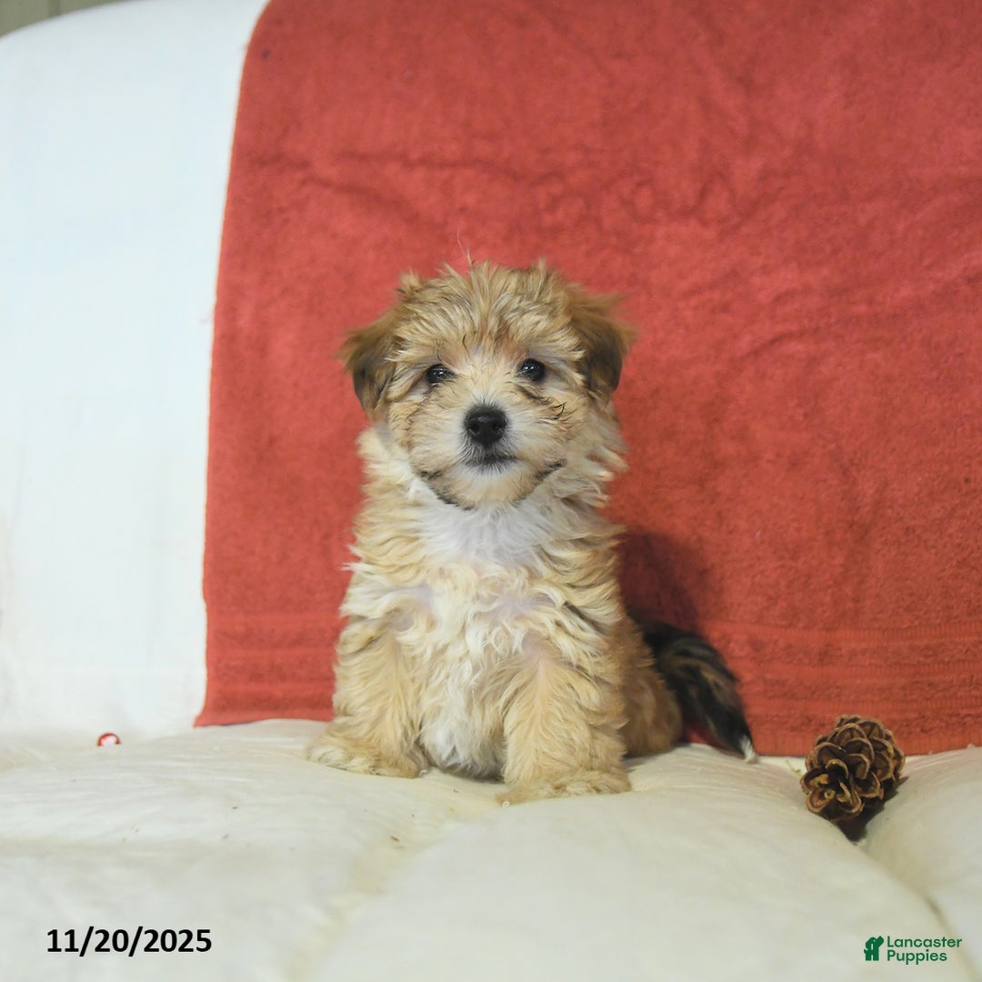 Yochon dogs for sale: Truffle  - Ad 1