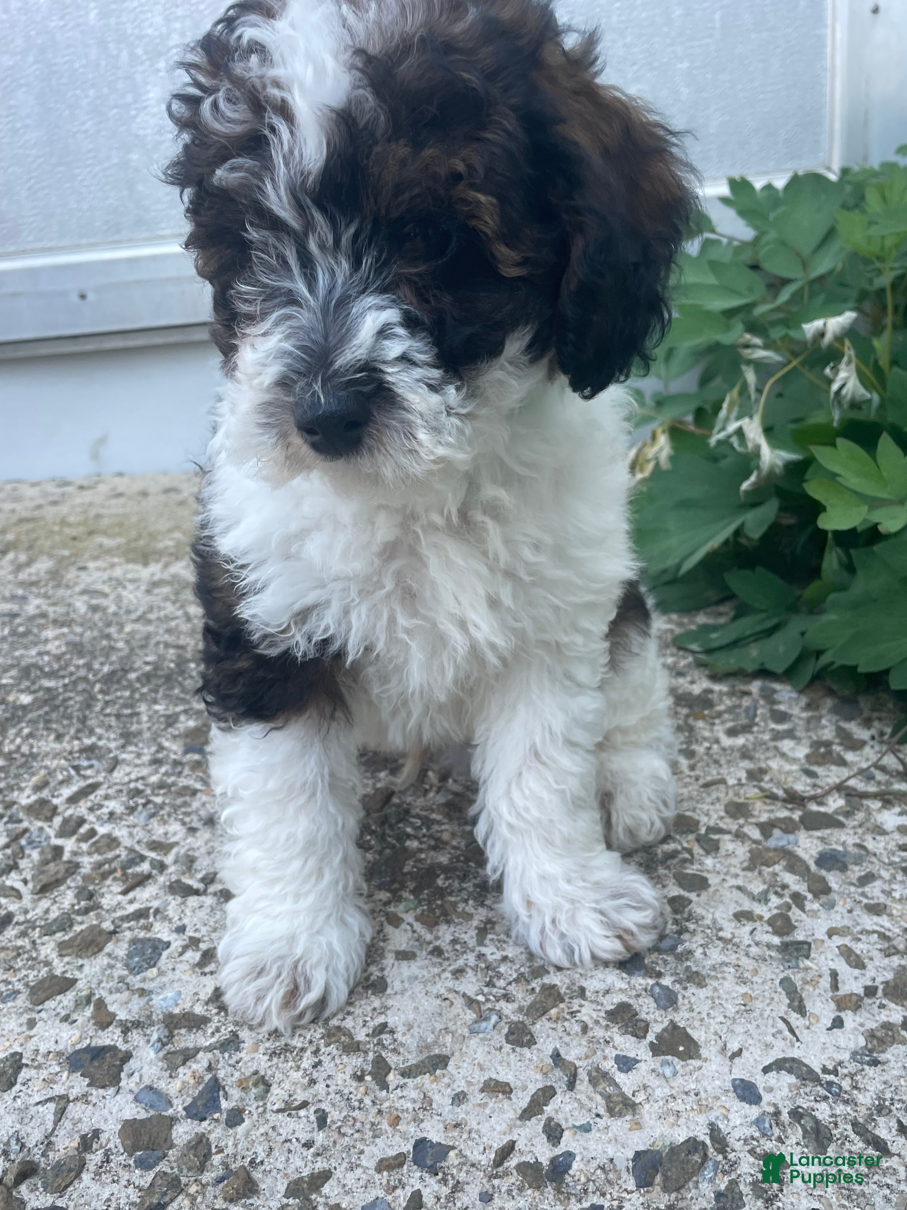 Toy Poodle dogs Bean - Ad 41