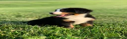 Bernese Mountain Dog dogs for sale: North - Ad 13
