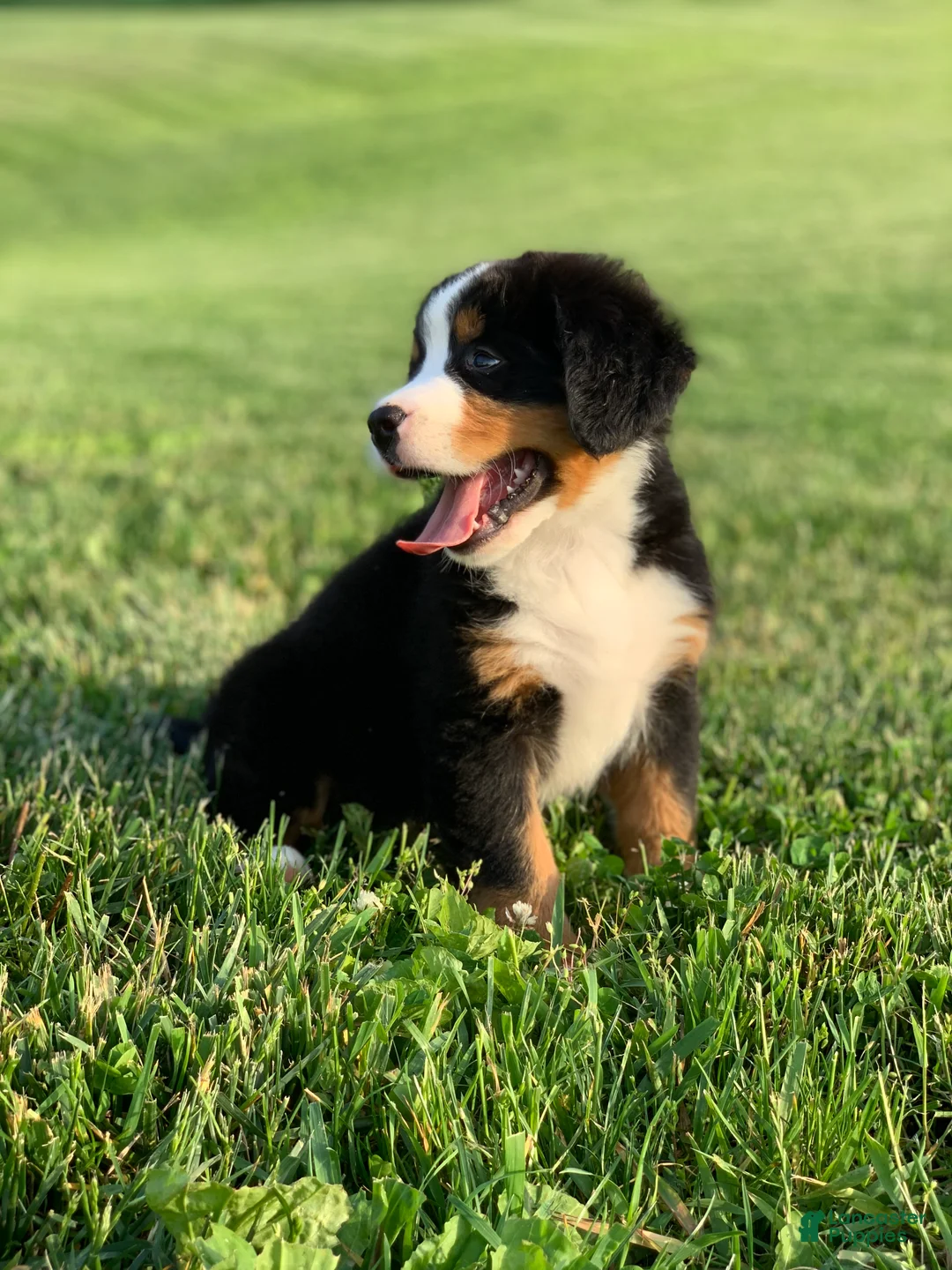 Bernese Mountain Dog dogs for sale: North - Ad 13