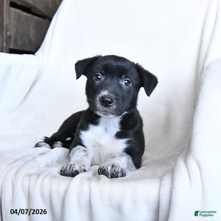 Border Collie dogs Frisky - Ad 2