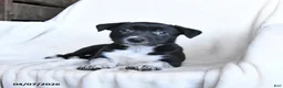 Border Collie dogs for sale: Frisky - Ad 2