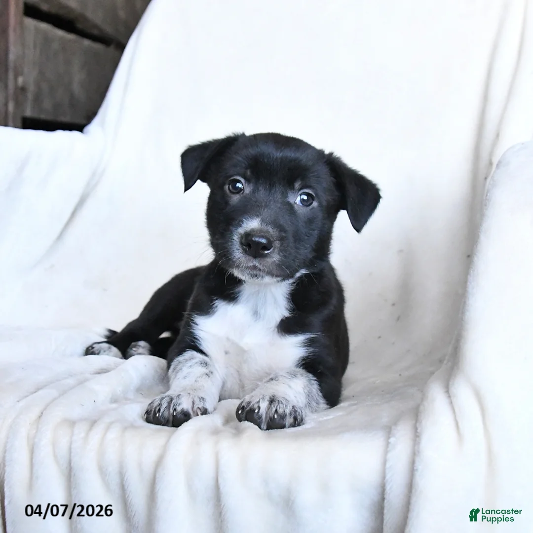 Border Collie dogs for sale: Frisky - Ad 2