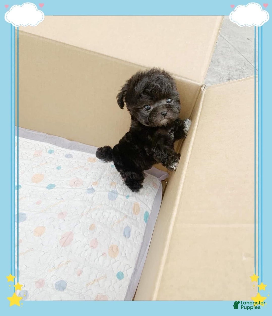 Maltipoo dogs for sale: Lola - Ad 4