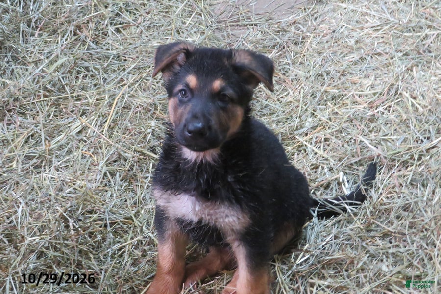 German Shepherd dogs for sale: Rocky - Ad 32