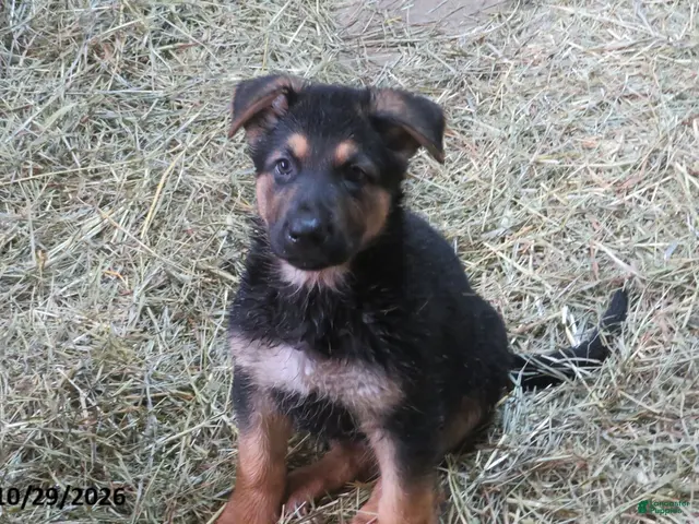 German Shepherd dogs for sale: Rocky - Ad 32