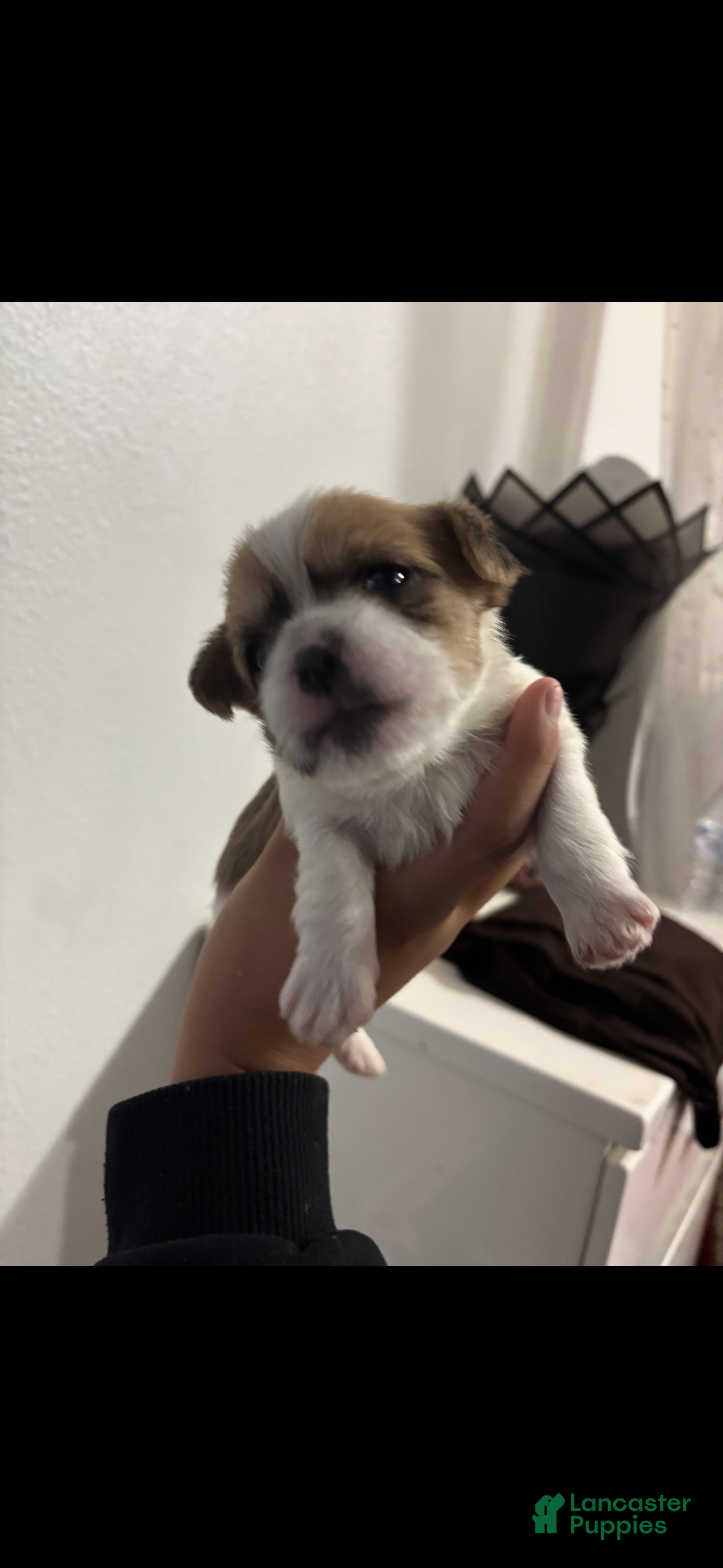 Shorkie dogs for sale: Shorkie 1 - Ad 2