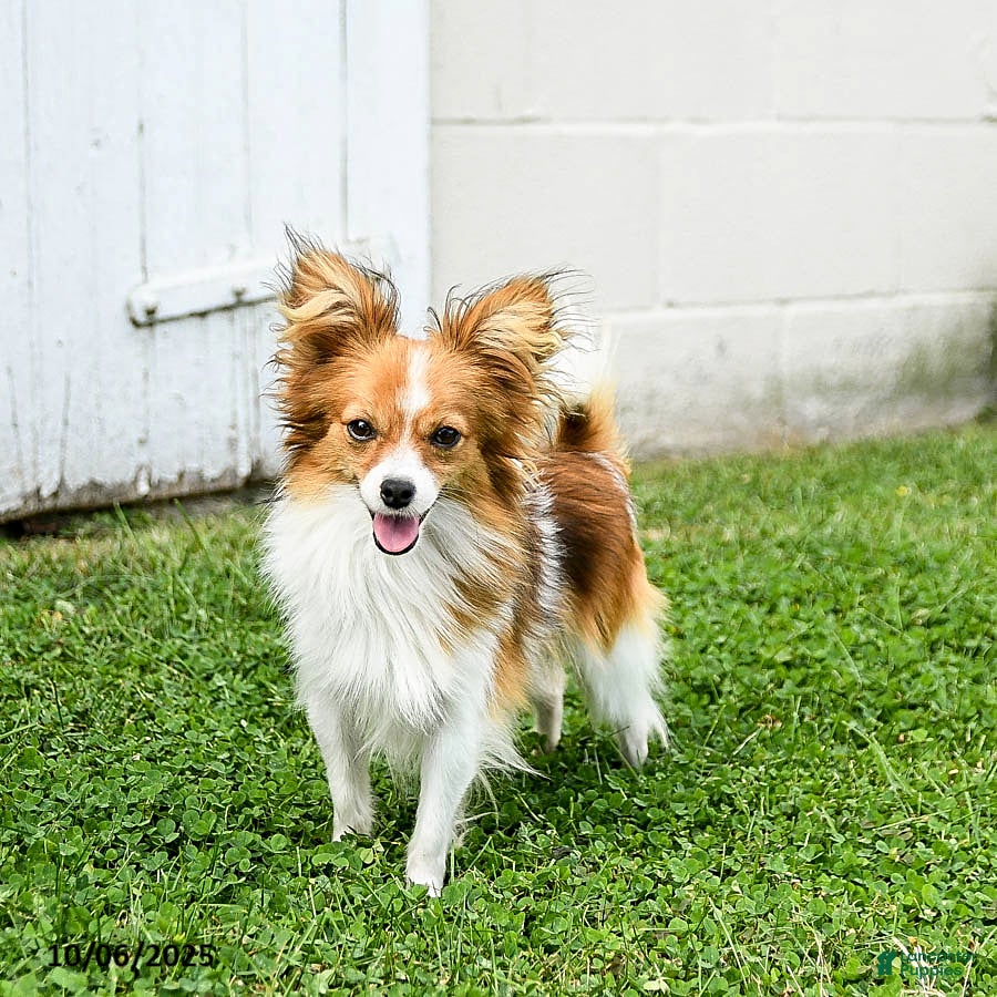 Papillon dogs Bimbo - Ad 6