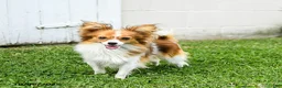 Papillon dogs for sale: Bimbo - Ad 1