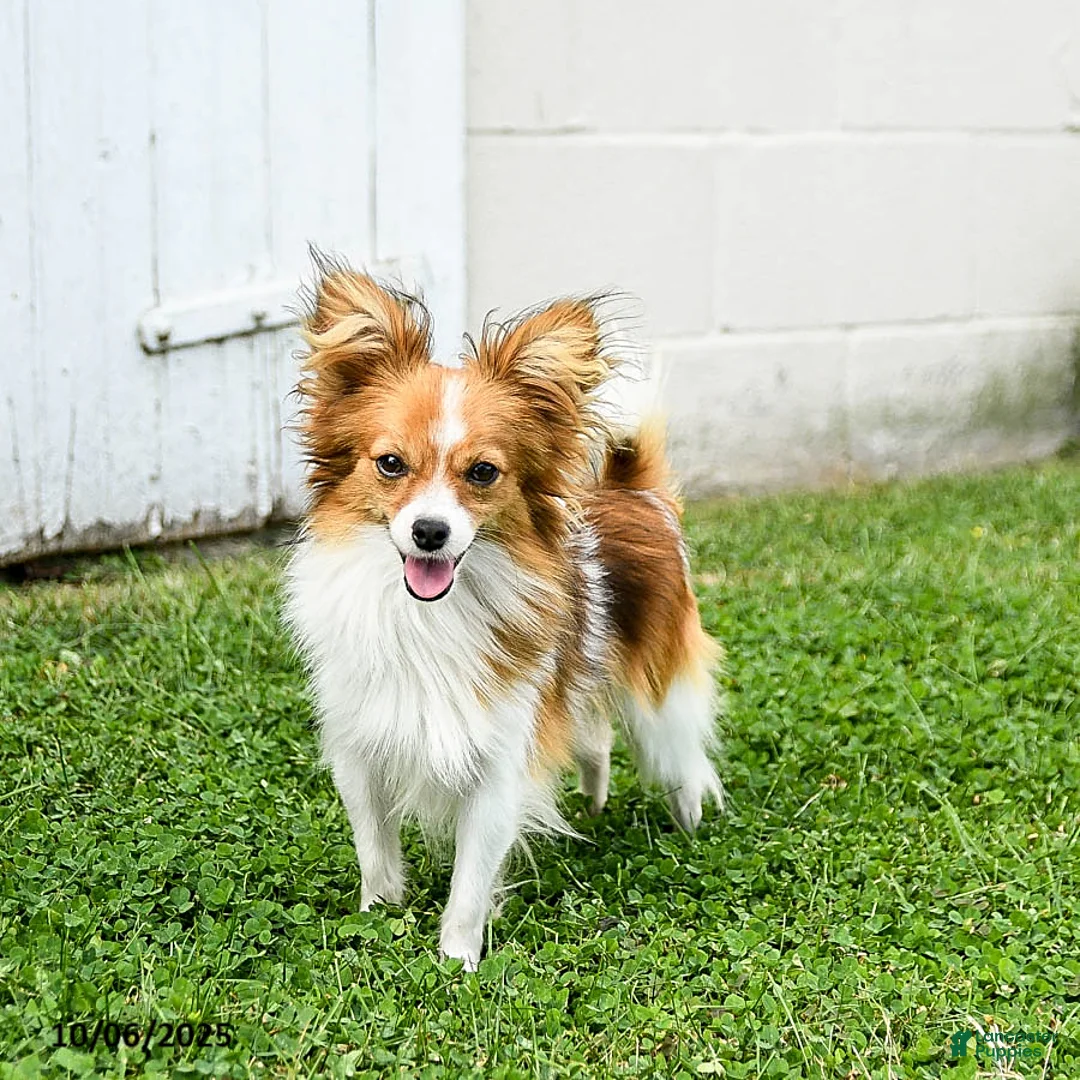 Papillon dogs for sale: Bimbo - Ad 1