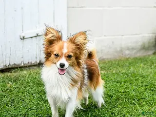 Papillon dogs Bimbo - Ad 6