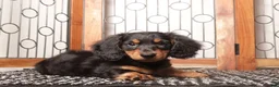 Miniature Dachshund dogs for sale: Milo - Ad 2