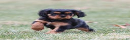 Cavalier King Charles Spaniel dogs for sale: Smartie  - Ad 7