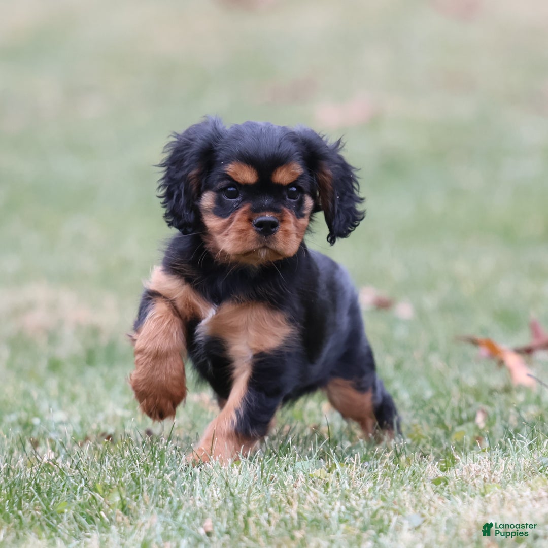 Cavalier King Charles Spaniel dogs for sale: Smartie  - Ad 7