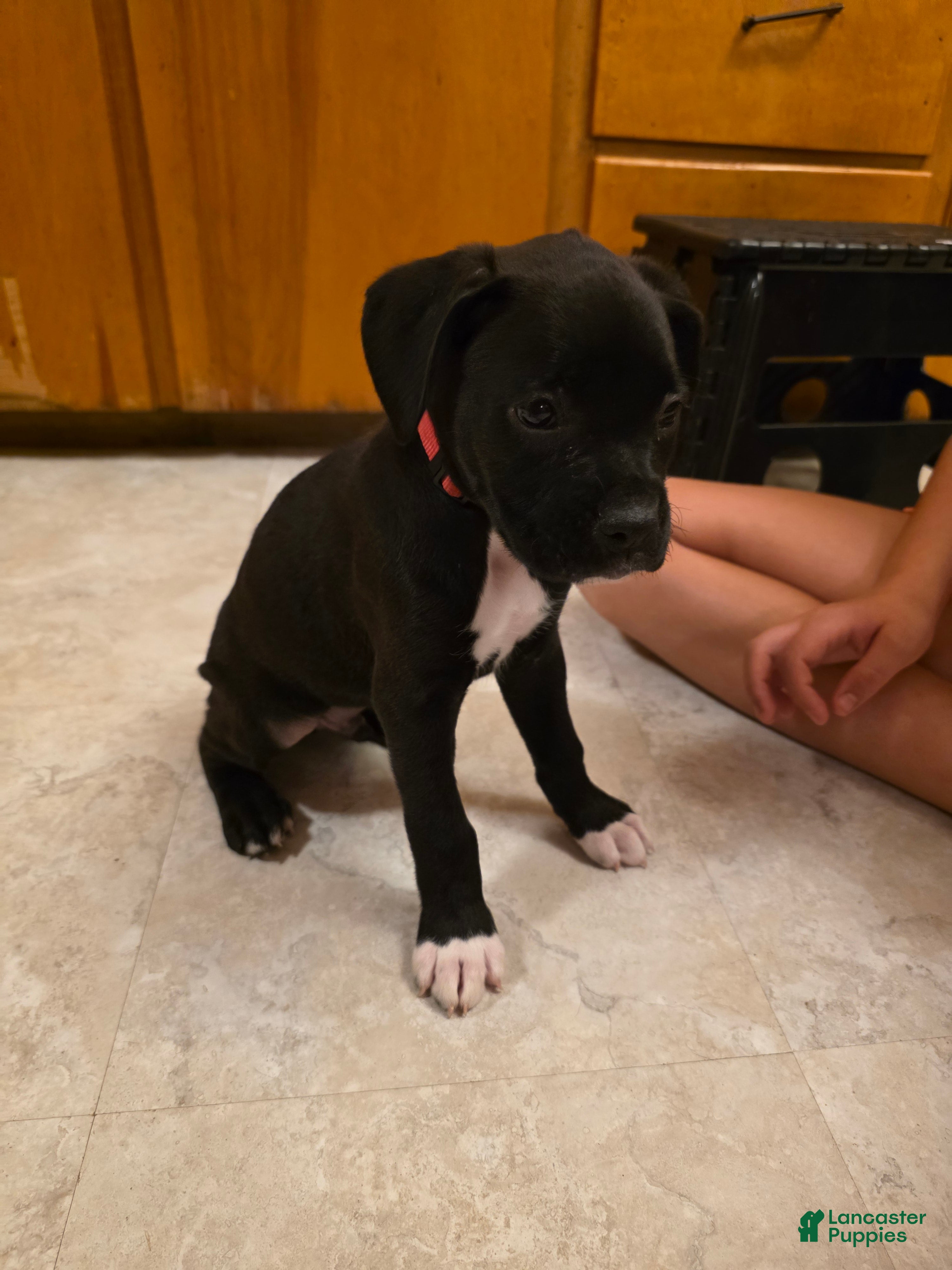 Boxer dogs Echo - Ad 16