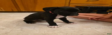 Echo