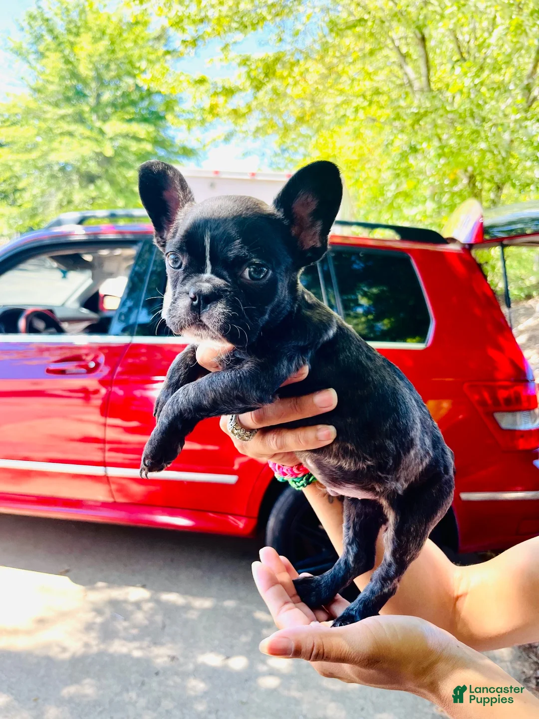 French Bulldog dogs for sale: French Bulldog Boy 🐾 - Ad 1