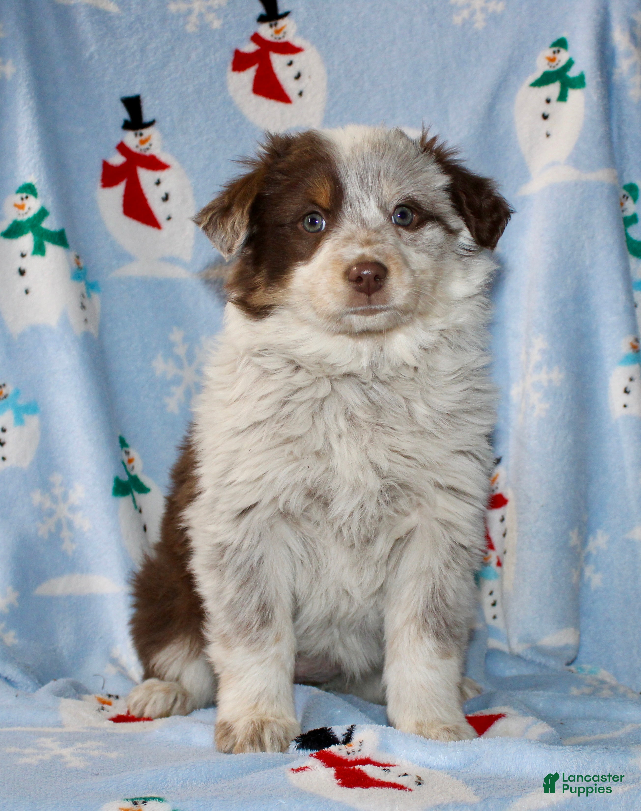 Australian Shepherd dogs Daisy - Ad 6