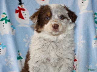 Australian Shepherd dogs Daisy - Ad 12