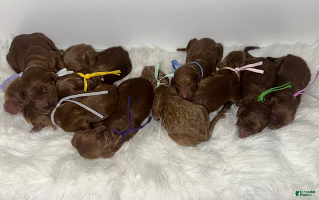 Goldendoodle dogs for sale: Girl 4 - Ad 3