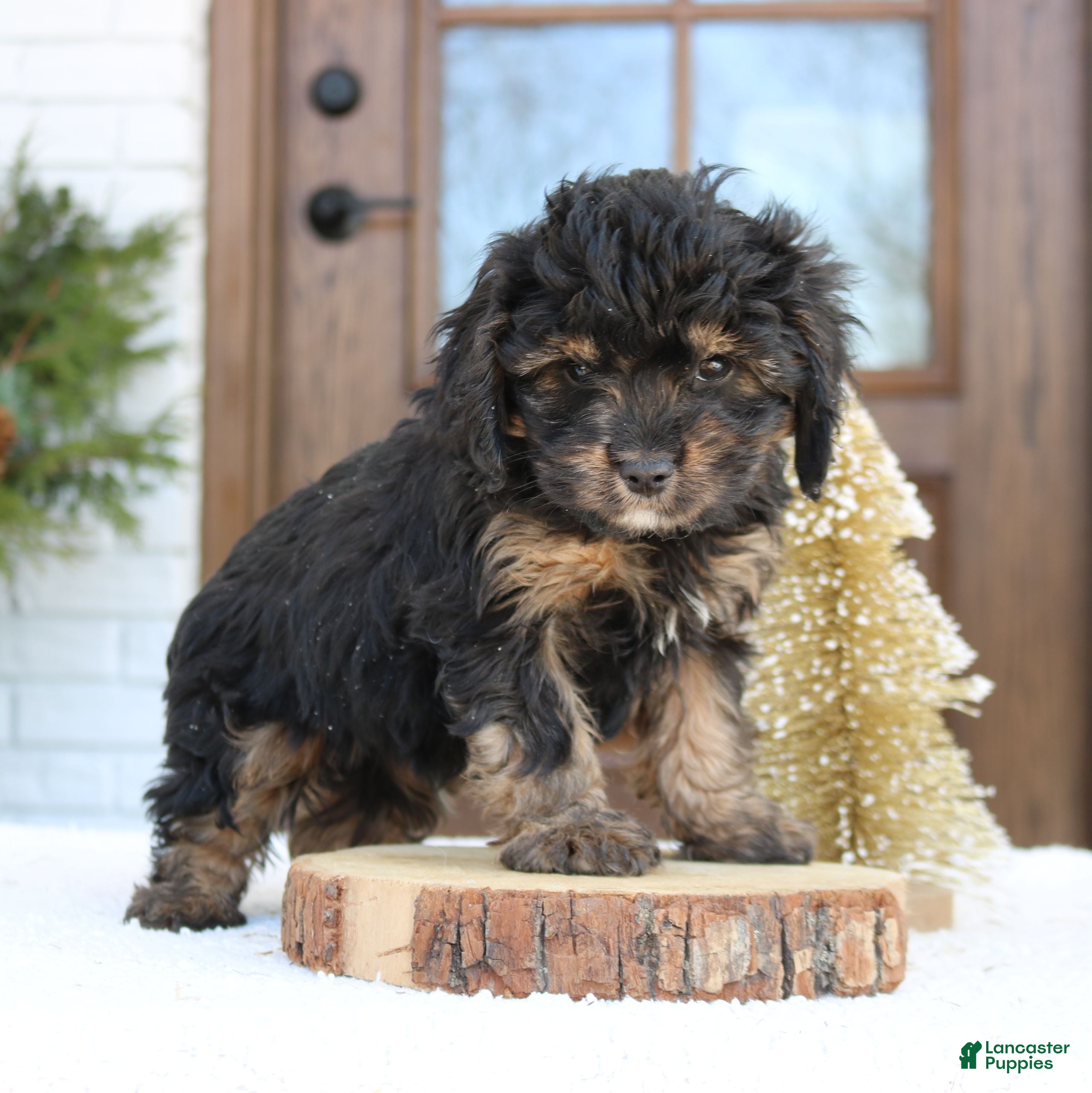 Cavapoo dogs Daniel  - Ad 2