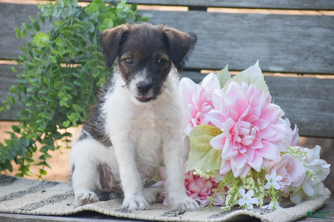 Jackapoo dogs for sale: Ember - Ad 2