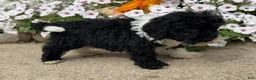 Miniature Poodle dogs for sale: Max - Ad 5