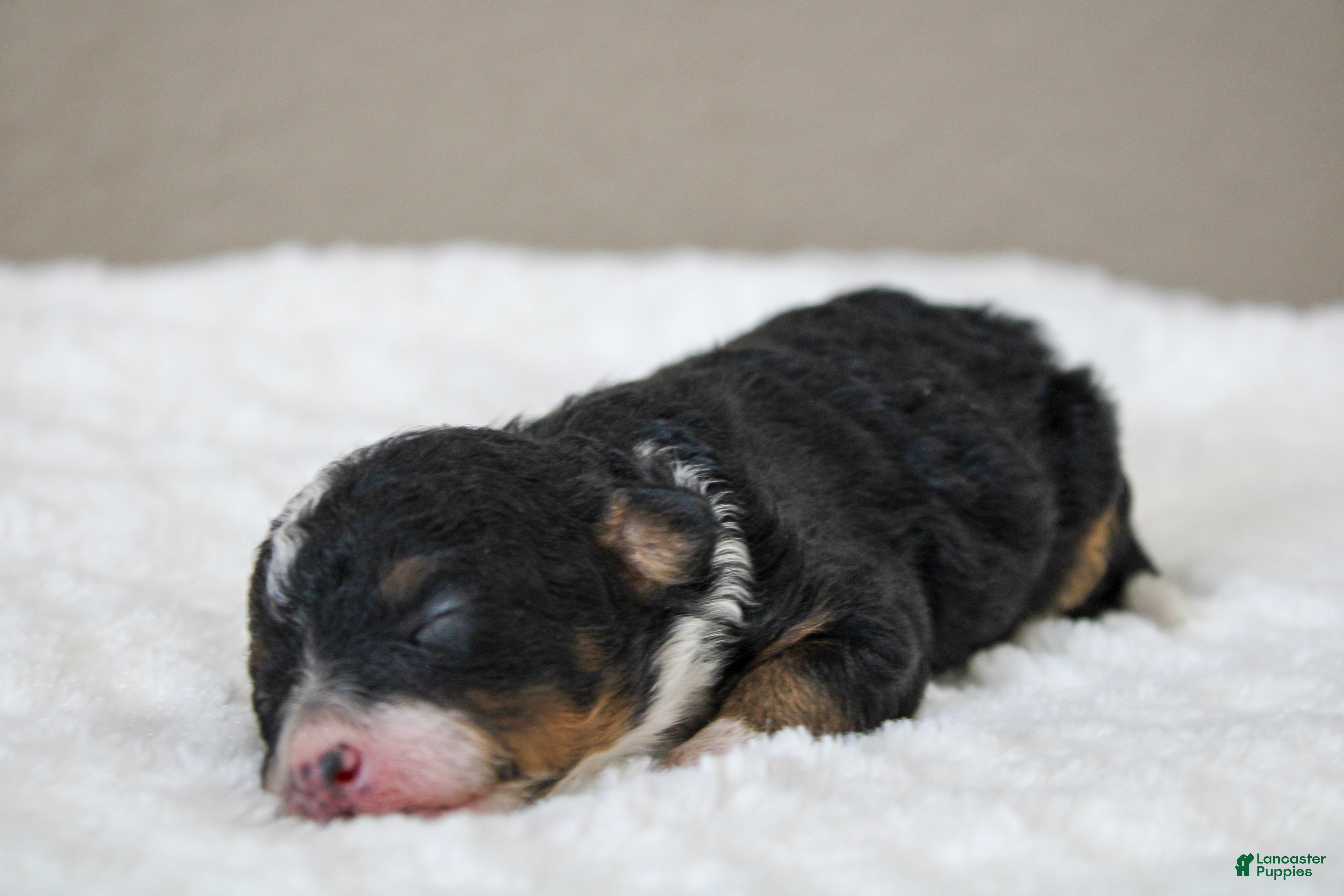 Mini Bernedoodle dogs Sadie  - Ad 1