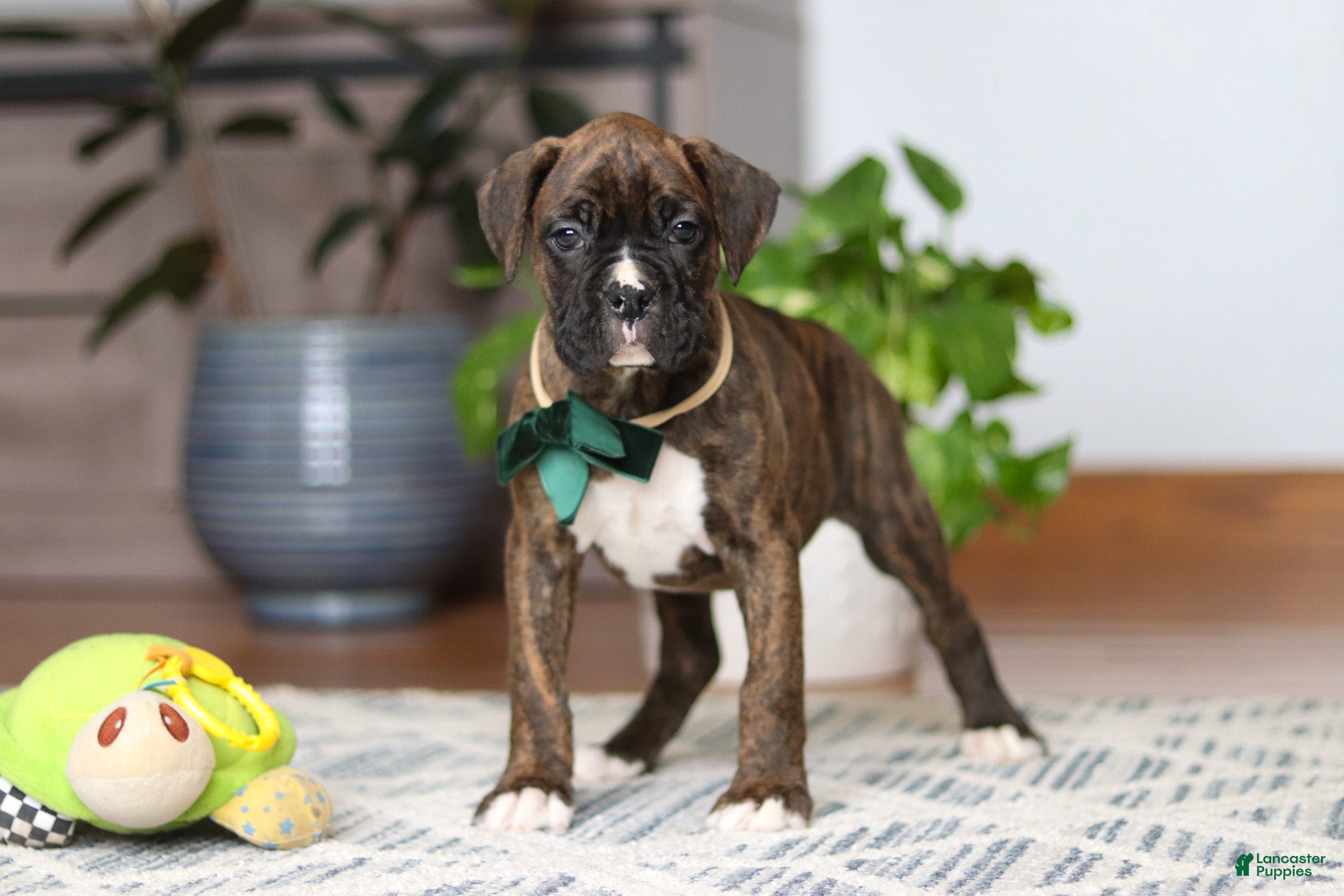 Boxer dogs Bear - Ad 1