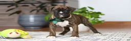 Boxer dogs for sale: Bear - Ad 1