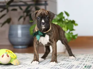 Boxer dogs for sale: Bear - Ad 1