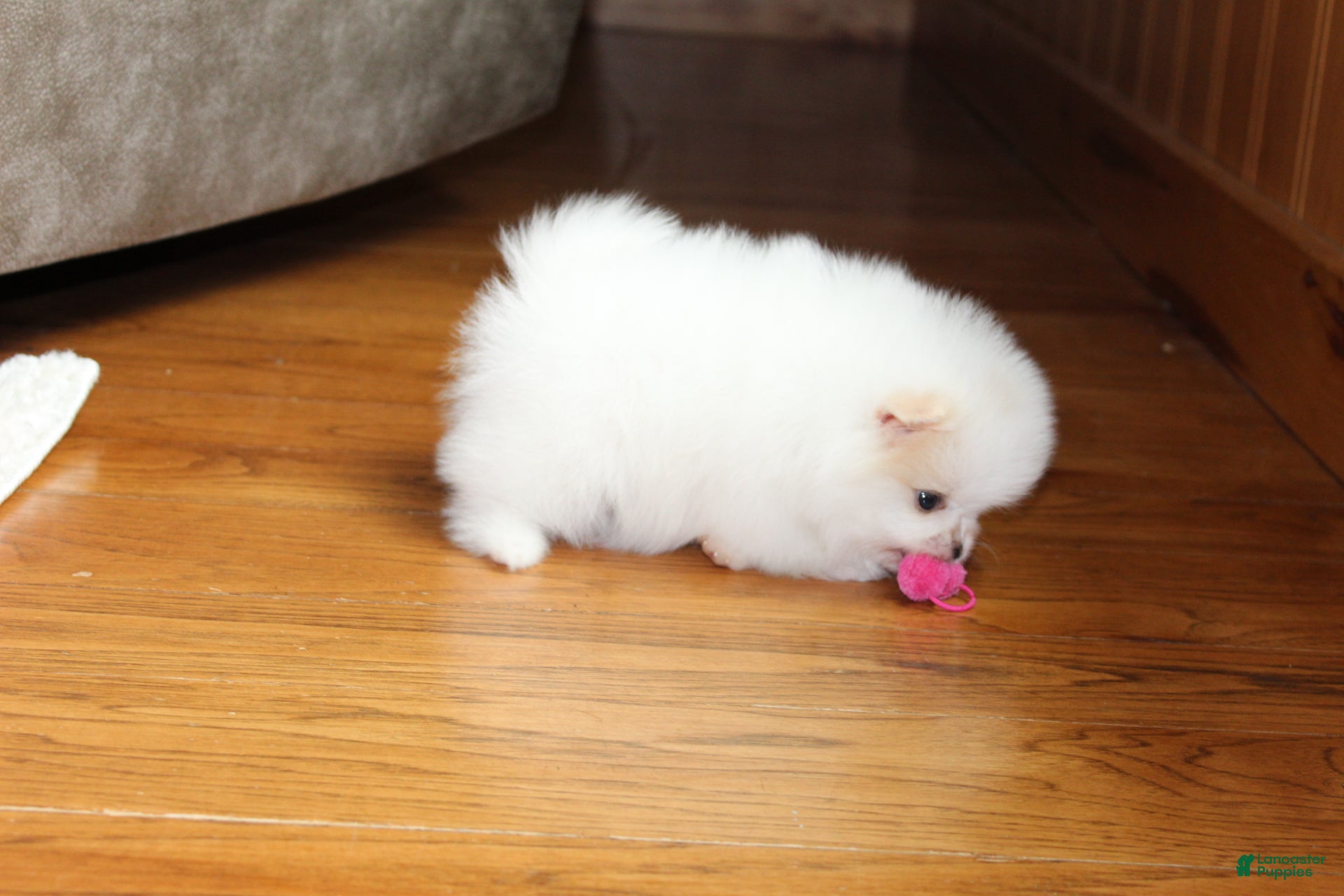 Pomeranian dogs Teacup Pamela - Ad 2