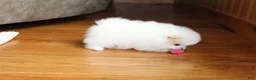 Pomeranian dogs for sale: Teacup Pamela - Ad 2