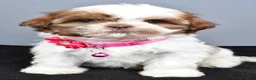 Shih Tzu dogs for sale: Hope - Ad 7