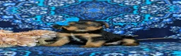 Shorkie dogs for sale: Melina 7 lbs Full Grown - Ad 6