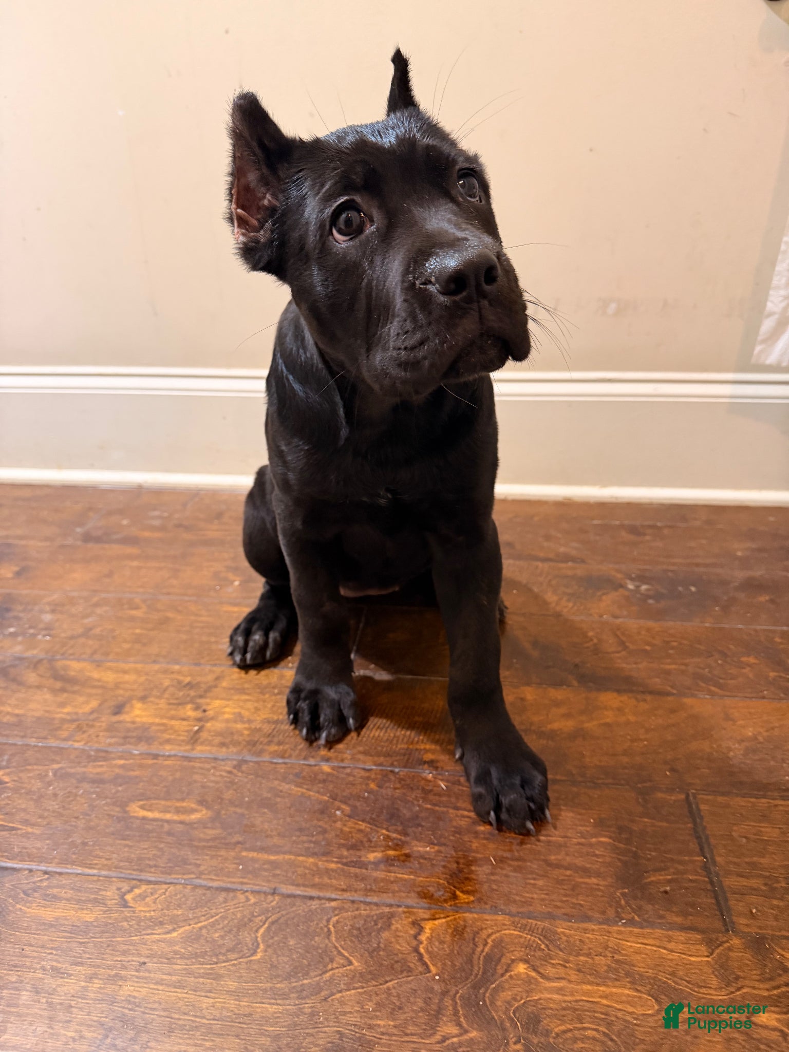 Cane Corso dogs for sale: Cane Corso Puppy 2 - Ad 1