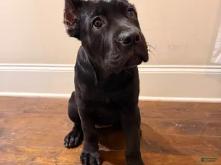 Cane Corso dogs for sale: Cane Corso Puppy 2 - Ad 1
