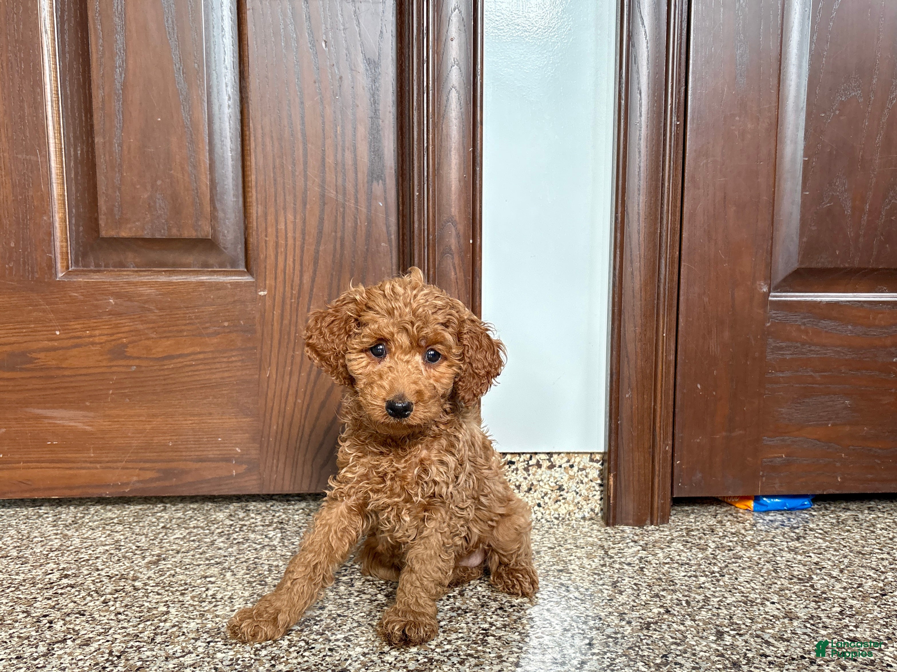 Cockapoo dogs Cockapoo female 2 - Ad 1