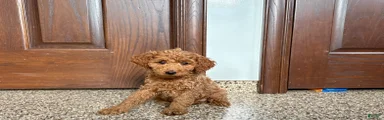 Cockapoo female 2