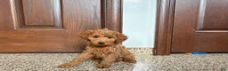 Cockapoo dogs for sale: Cockapoo female 2 - Ad 1