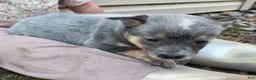 Australian Cattle Dog dogs for sale: Jill - Ad 4