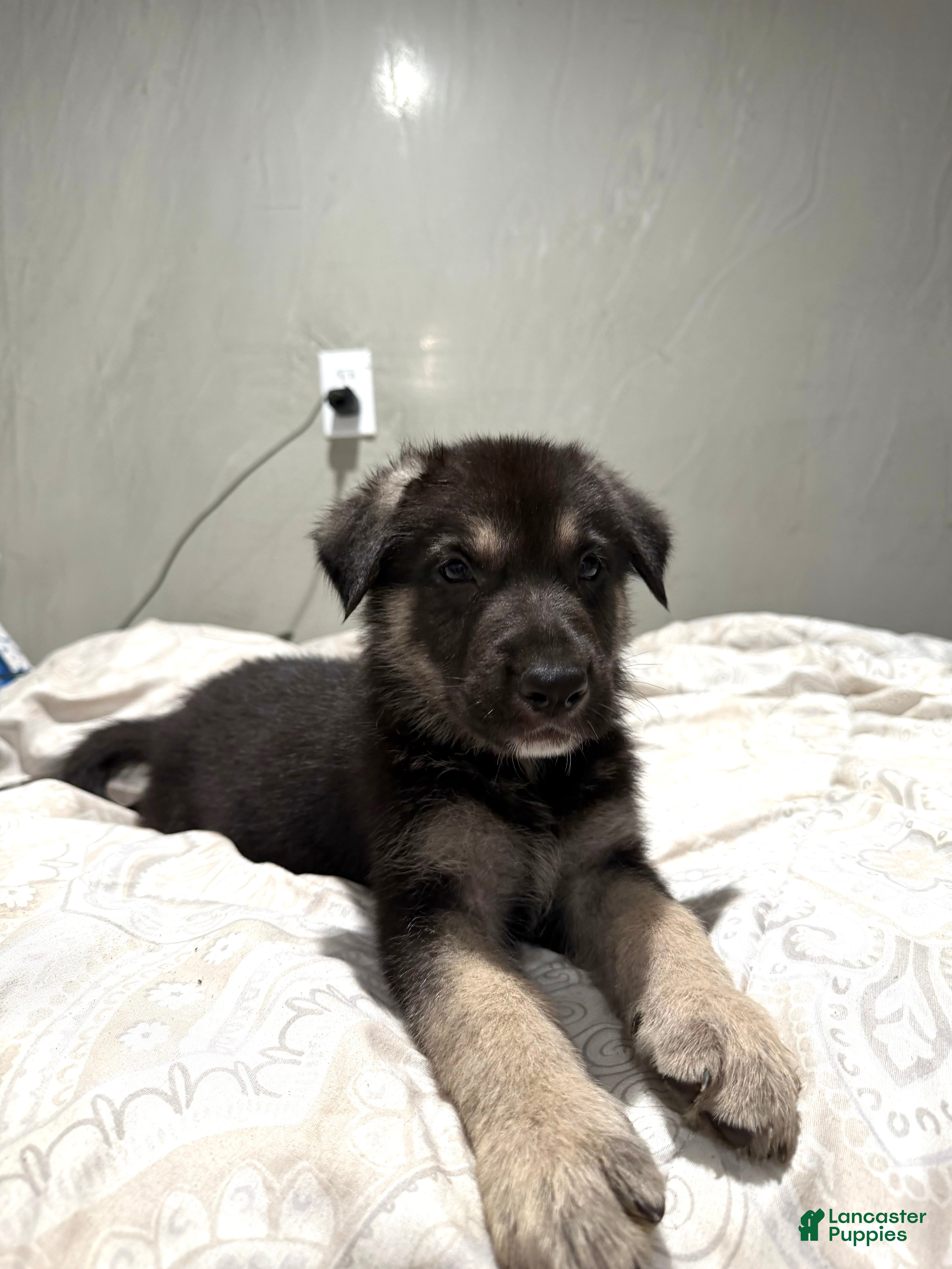 Mixed Breed dogs Mixed Breed 2 - Ad 26