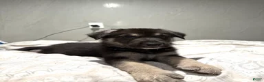 Mixed Breed 2