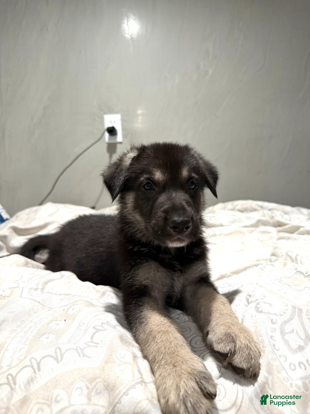 Mixed Breed dogs for sale: Mixed Breed 2 - Ad 1