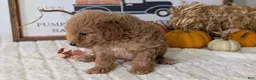 Mini Goldendoodle dogs for sale: Duke - Ad 4