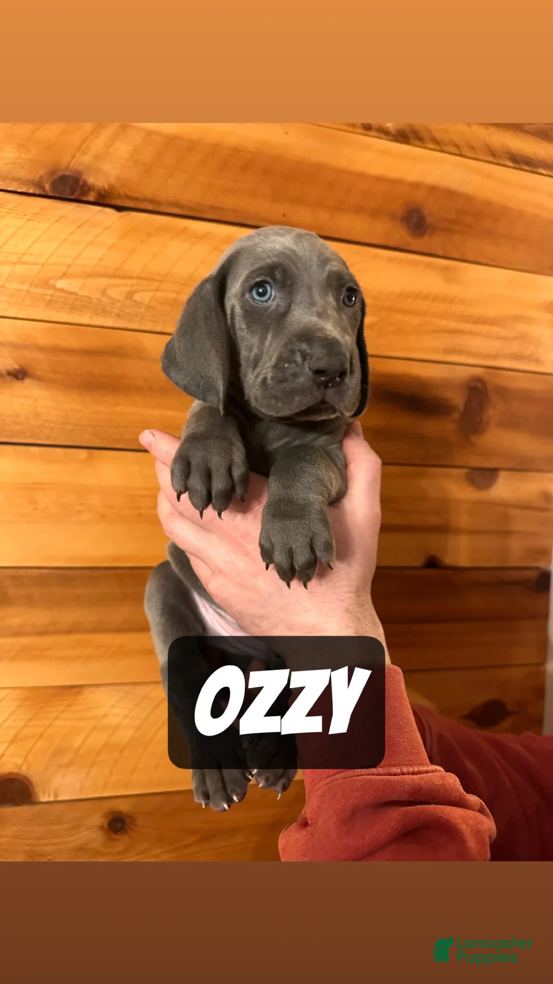 Weimaraner dogs for sale: Ozzy - Ad 1