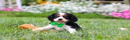 Cavalier King Charles Spaniel dogs for sale: Cooper - Ad 5